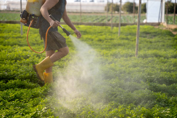 Best Pest Control for Homes  in Coronado, CA