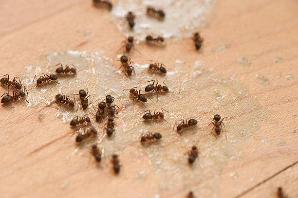 Best Bed Bug Extermination  in Coronado, CA